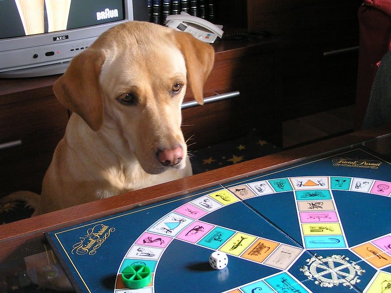 A dog staring at a Trivial Pursuit board
