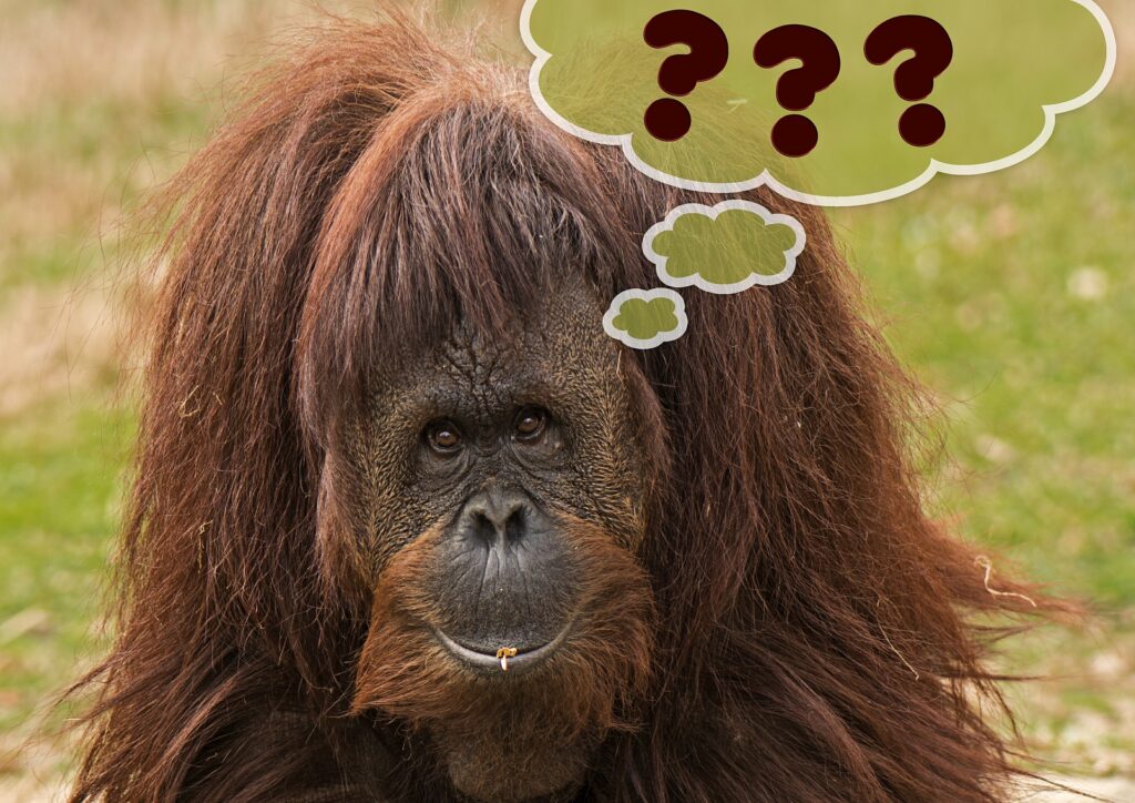 An orangutan with a thought balloon containing question marks