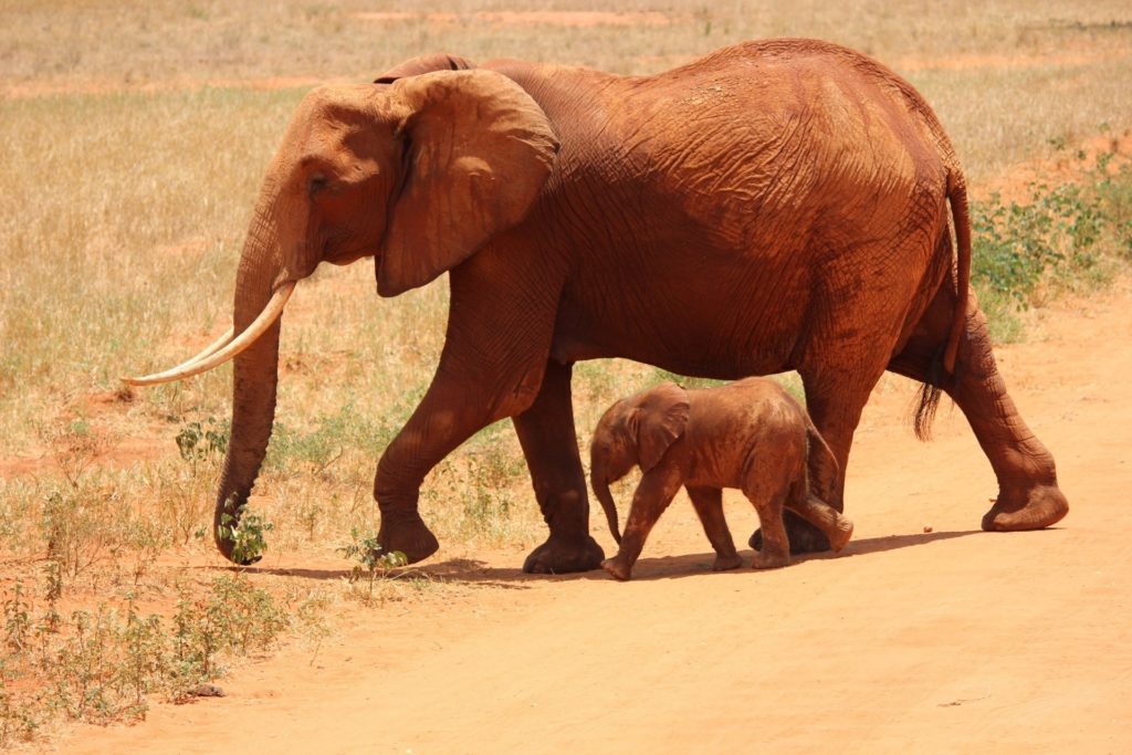 1 Elephant Beside one Baby Elephant