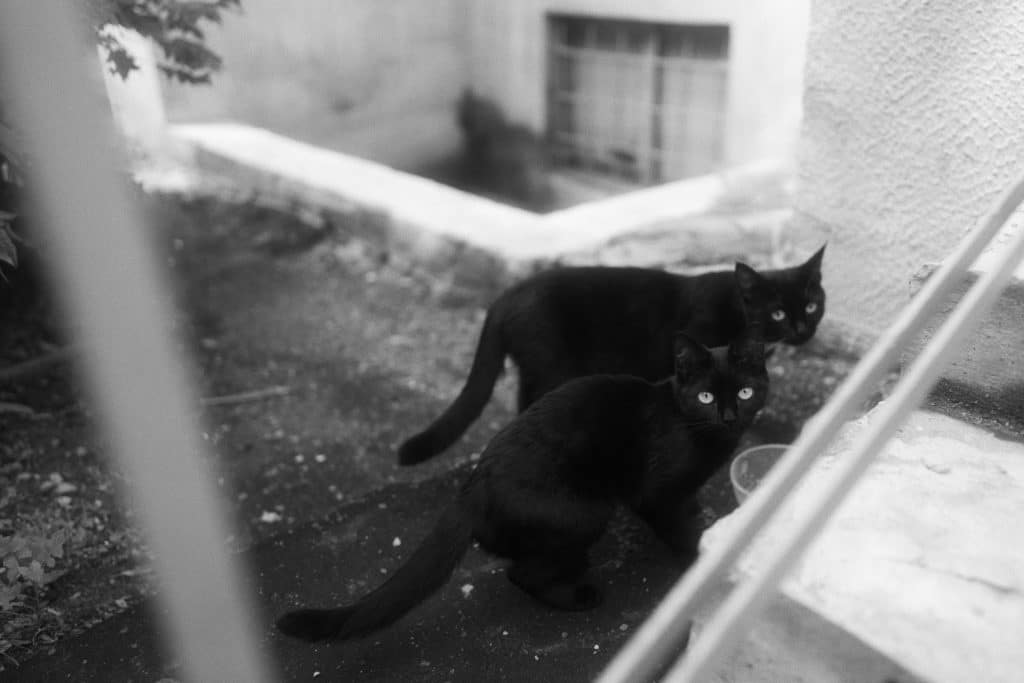 Two black cats standing next to each other outside