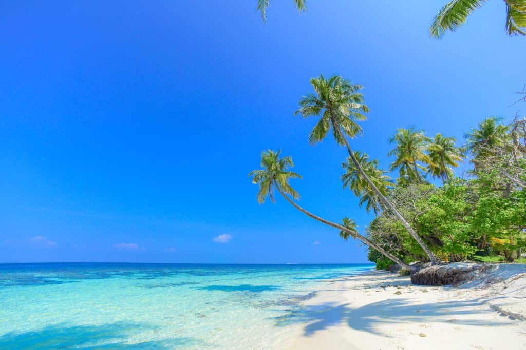 Palm trees on an island