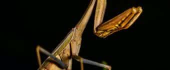 praying mantis insect