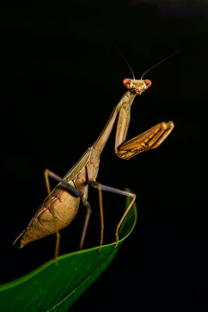 A praying mantis insect