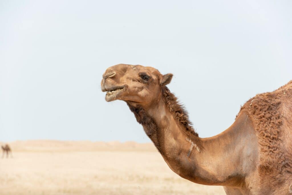 Close-up photo of a camel in a desert