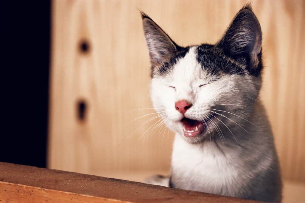 Photo of a white cat with grey spots laughing