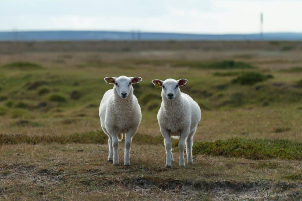 Two identical sheep in a field.