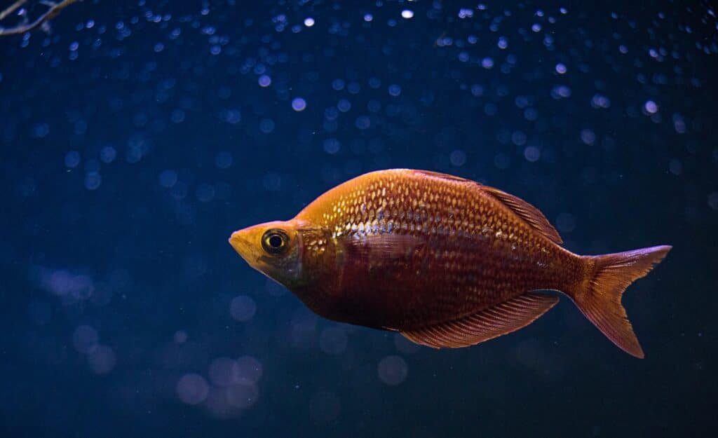 Photo of an orange cichlid fish in middle of blue water