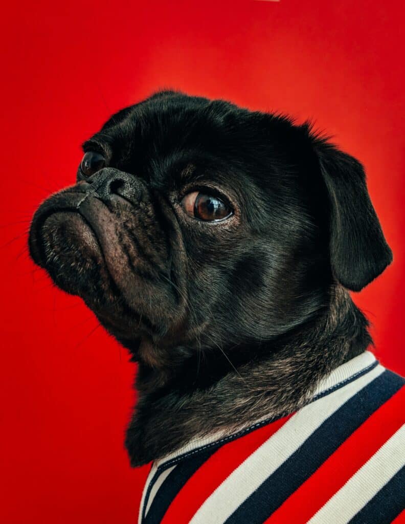 Photo of a black pug making an indignant face against a red background