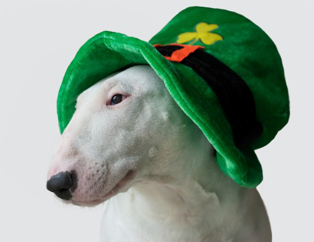 Photo of a white dog wearing a leprechaun hat