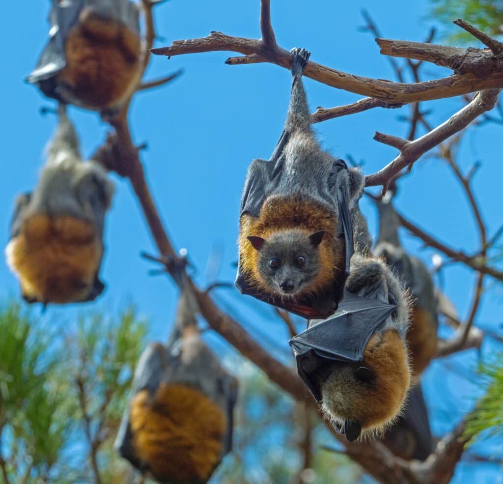Photo of bats hanging from trees at day