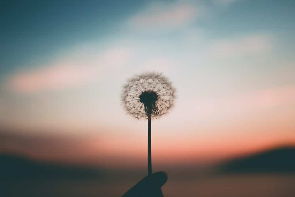 Photo of a person holding a dandelion against a sunset