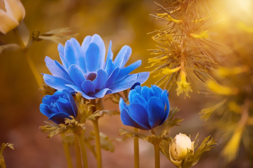 Pretty blue flowers in a garden