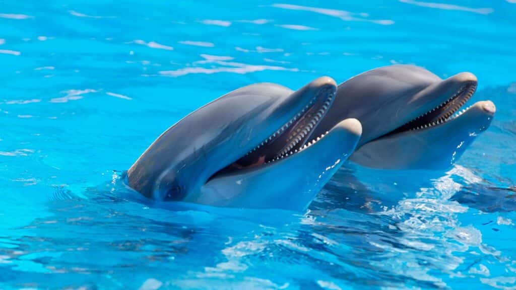 Two really cute dolphins sticking their nose out of the water
