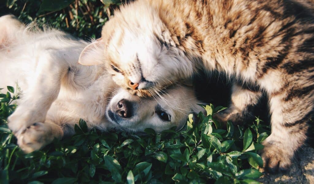 Photo of a kitten resting its head on a puppy as both lie in grass