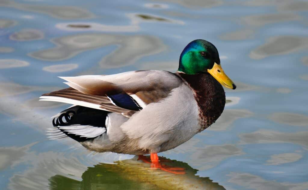 Photo of a green, grey, and brown Mallard duck in water