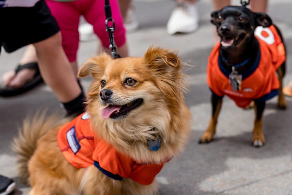 A Pomeranian dog and a small black dog wearing orange football jerseys
