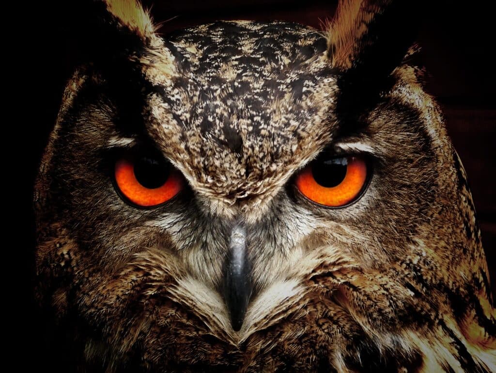An owl intensely staring at you about Owl Trivia