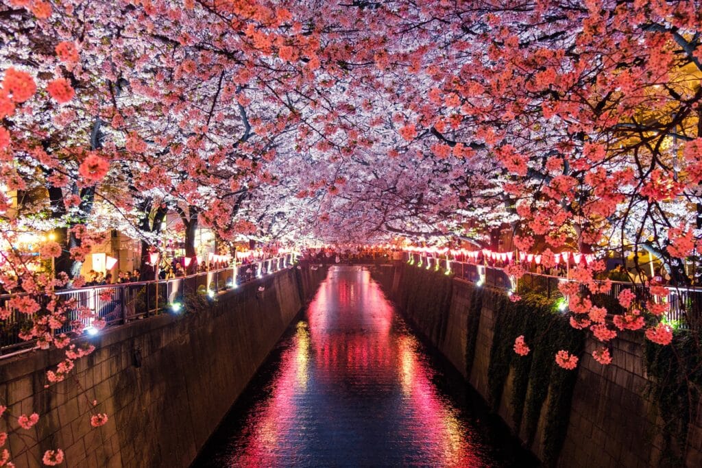 Photo of the Matsuno River in Japan, covered by cherry blossom trees.
