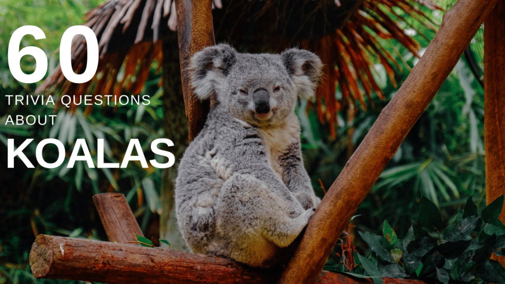 Photo of a koala bear on a eucalyptus tree branch, with text that reads "60 trivia questions about koalas"