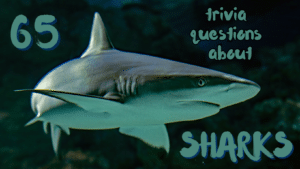 Photo of a shark in an ocean with text around it that reads "65 trivia questions about SHARKS'