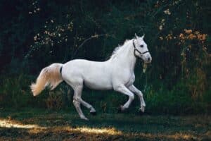 A white horse