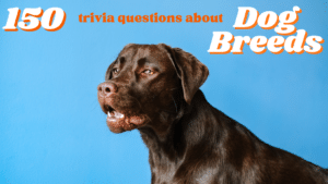 Photo of a brown Labrador dog in front of a blue background, with white and orange text above him that reads "150 trivia questions about Dog Breeds"