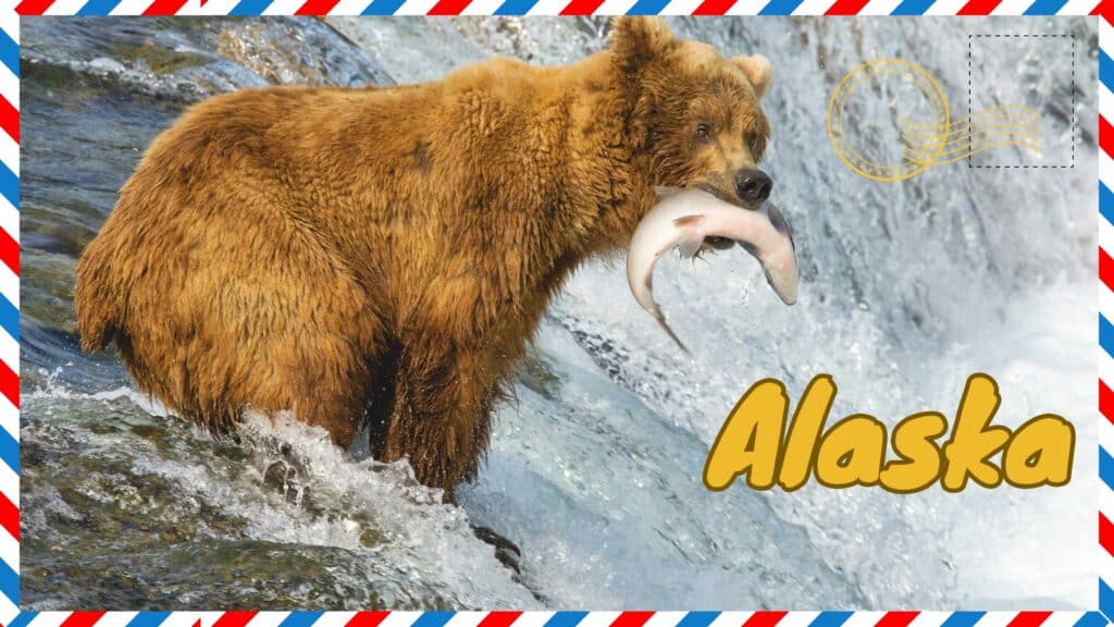 Bear catching fish in a river