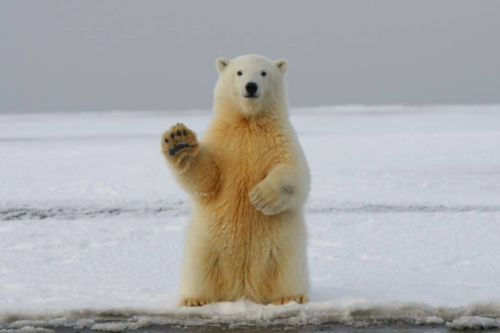 Photo of a polar bear standing and holding his paw in a waving position.
