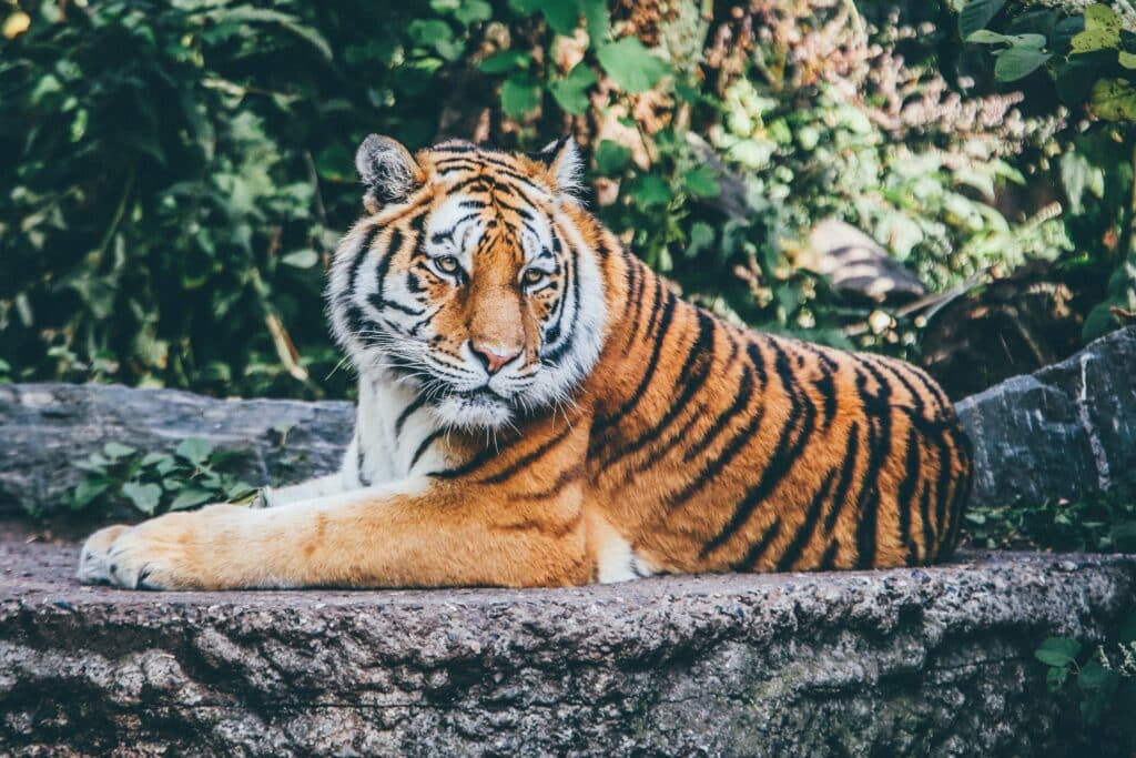 Photo of a tiger lounging atop a rock.